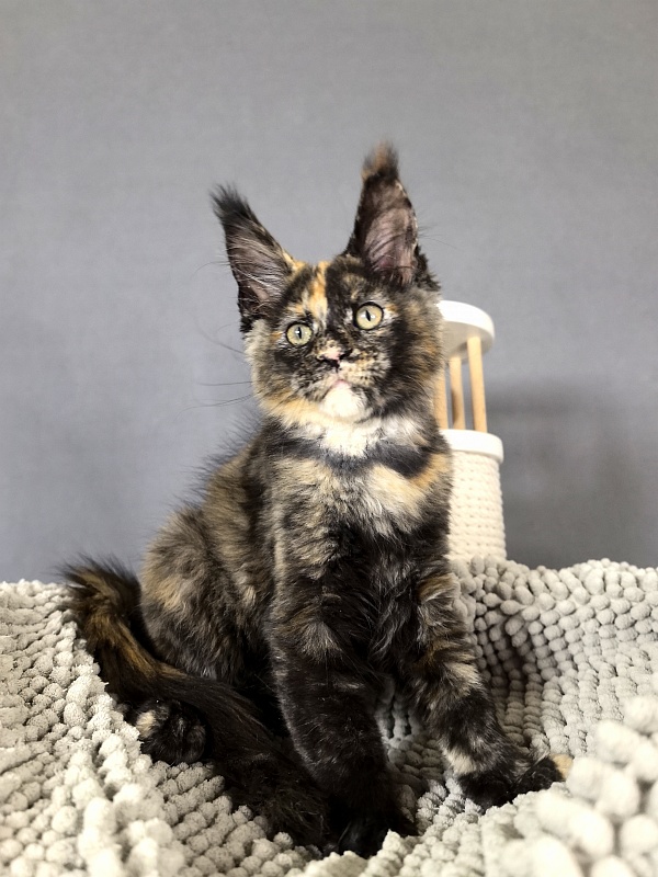 Galaxy Star Akbars - Kitten maine-coon 2 months 1 week