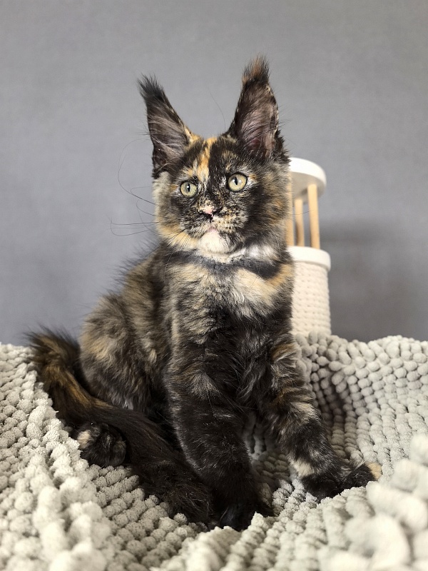 Galaxy Star Akbars - Kitten maine-coon 2 months 1 week