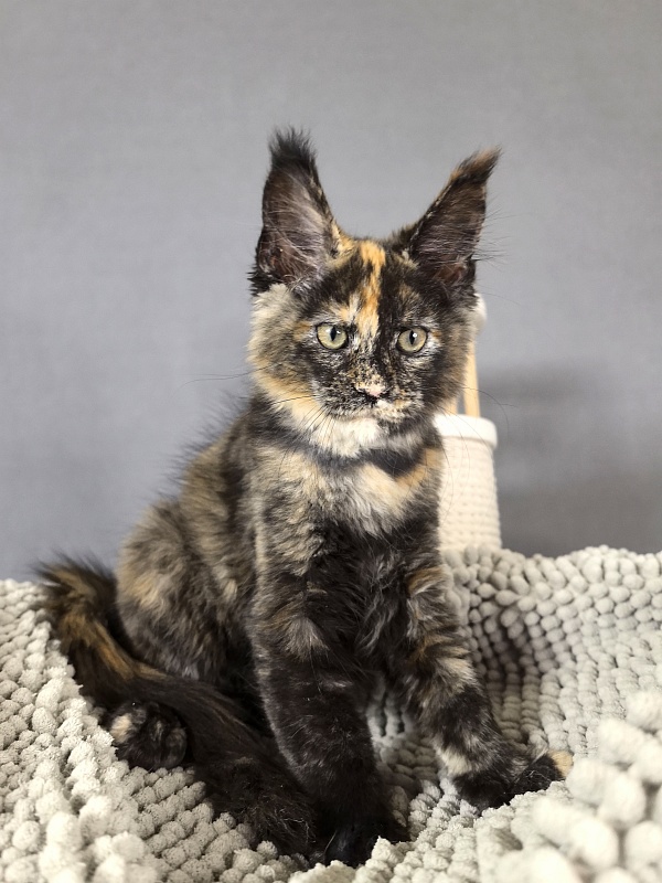 Galaxy Star Akbars - Kitten maine-coon 2 months 1 week