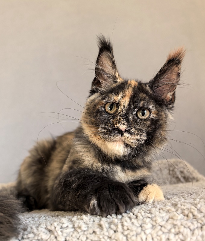 Galaxy Star Akbars - Kitten maine-coon 3 months 1.5 week