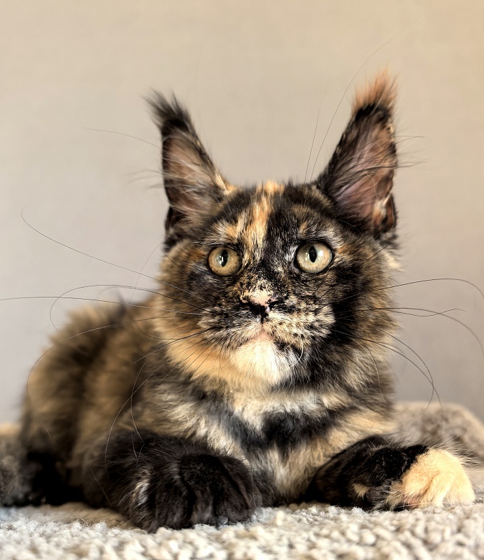 Galaxy Star Akbars - Kitten maine-coon 3 months 1.5 week