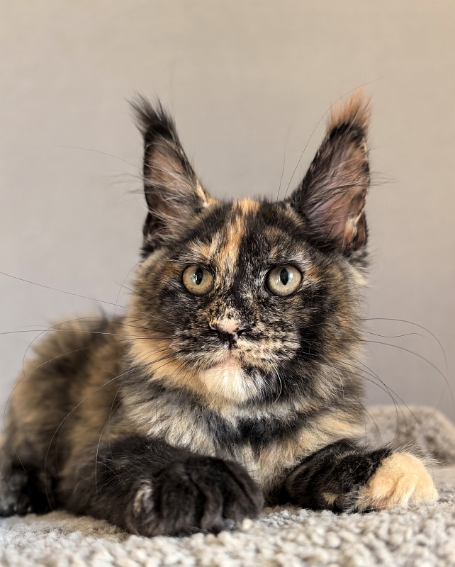 Galaxy Star Akbars - Kitten maine-coon 3 months 1.5 week