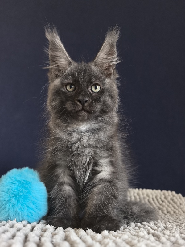 Cameron Akbars - Kitten maine-coon 2 months 0.5 weeks