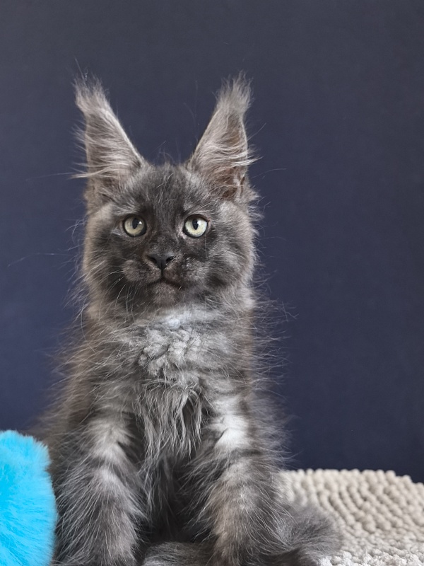 Cameron Akbars - Kitten maine-coon 2 months 0.5 weeks