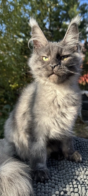 Cameron Akbars - Kitten maine-coon 4 months 3 weeks