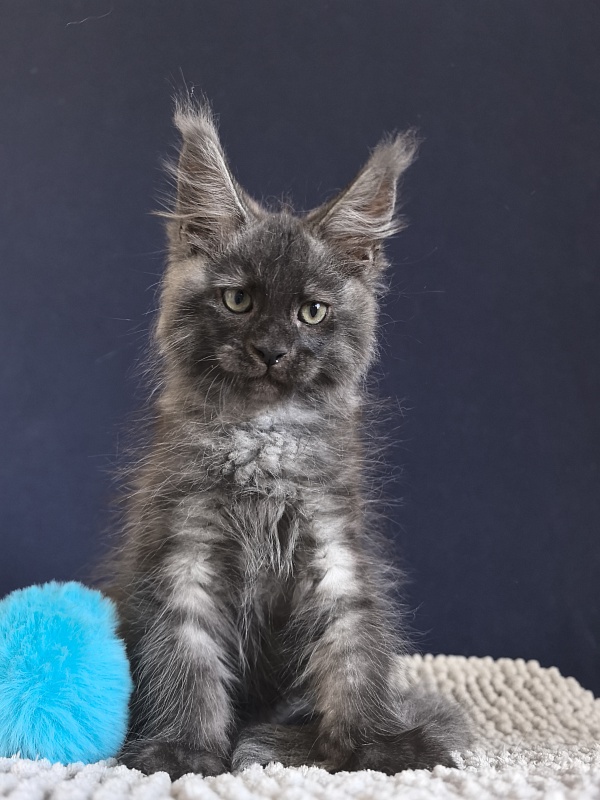 Cameron Akbars - Kitten maine-coon 2 months 0.5 weeks