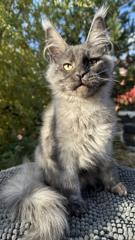 Cameron Akbars - Kitten maine-coon 4 months 3 weeks