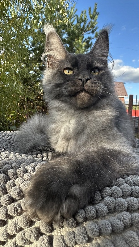 Cameron Akbars - Kitten maine-coon 4 months 3 weeks