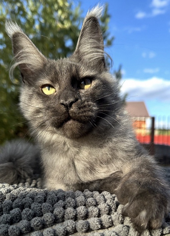 Cameron Akbars - Kitten maine-coon 4 months 3 weeks