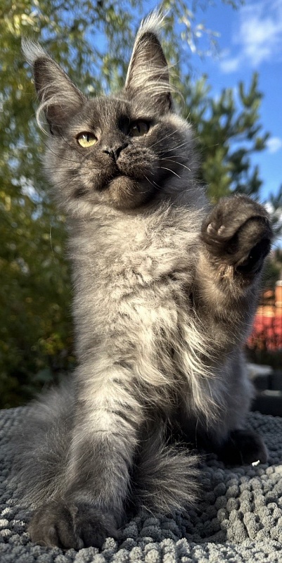 Cameron Akbars - Kitten maine-coon 4 months 3 weeks