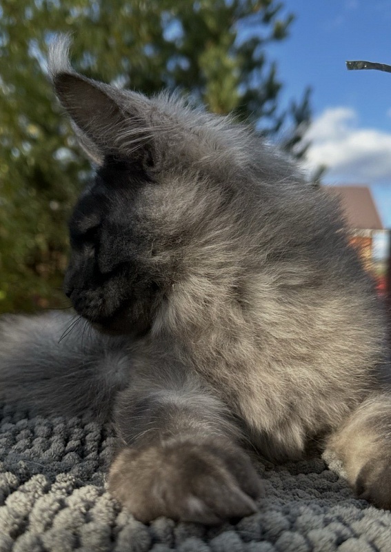Cameron Akbars - Kitten maine-coon 4 months 3 weeks