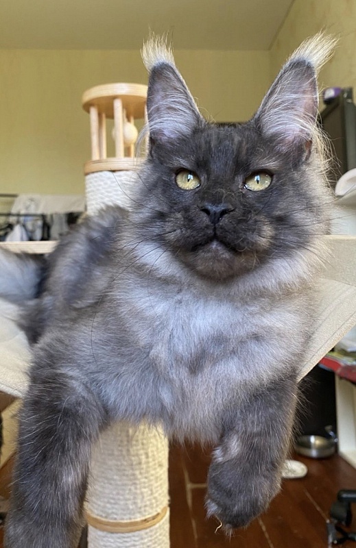 Cameron Akbars - Kitten maine-coon 5 months