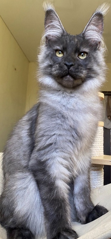 Cameron Akbars - Kitten maine-coon 5 months