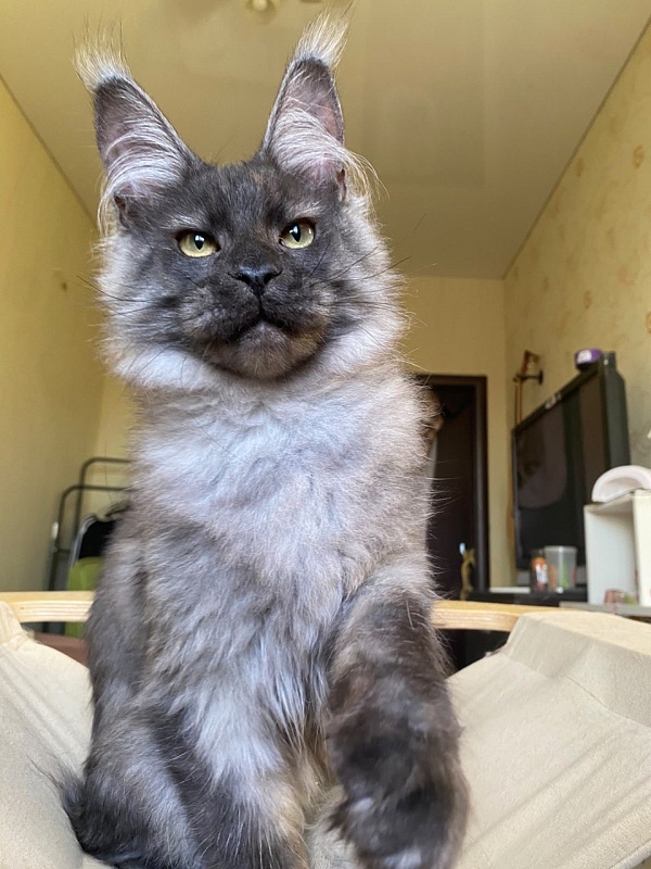Cameron Akbars - Kitten maine-coon 5 months