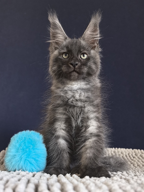 Cameron Akbars - Kitten maine-coon 2 months 0.5 weeks