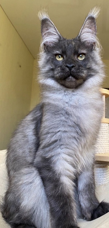 Cameron Akbars - Kitten maine-coon 5 months