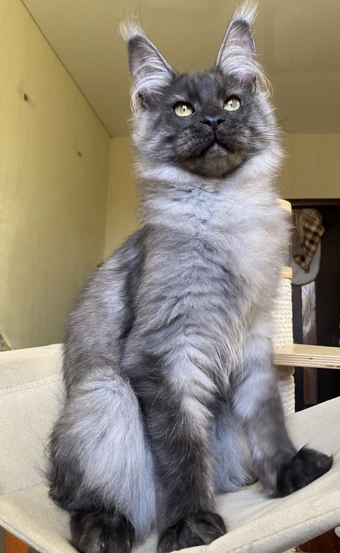 Cameron Akbars - Kitten maine-coon 5 months