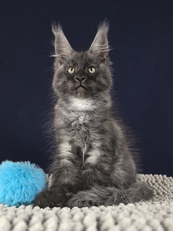 Cameron Akbars - Kitten maine-coon 2 months 0.5 weeks