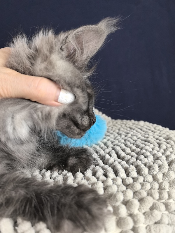 Cameron Akbars - Kitten maine-coon 2 months 0.5 weeks