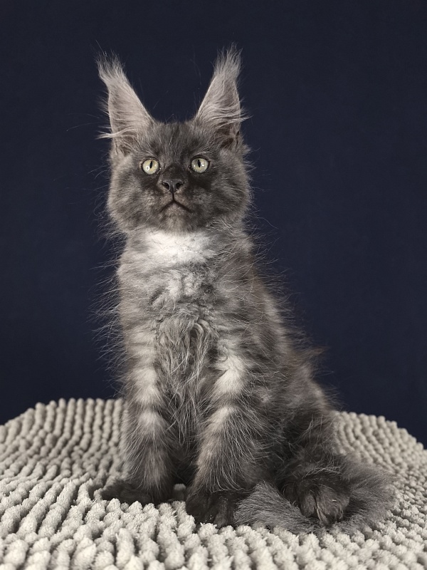 Cameron Akbars - Kitten maine-coon 2 months 0.5 weeks