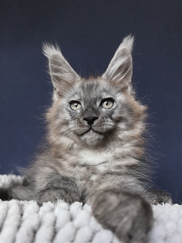 Christian  Akbars - Kitten maine-coon 2 months 0.5 weeks