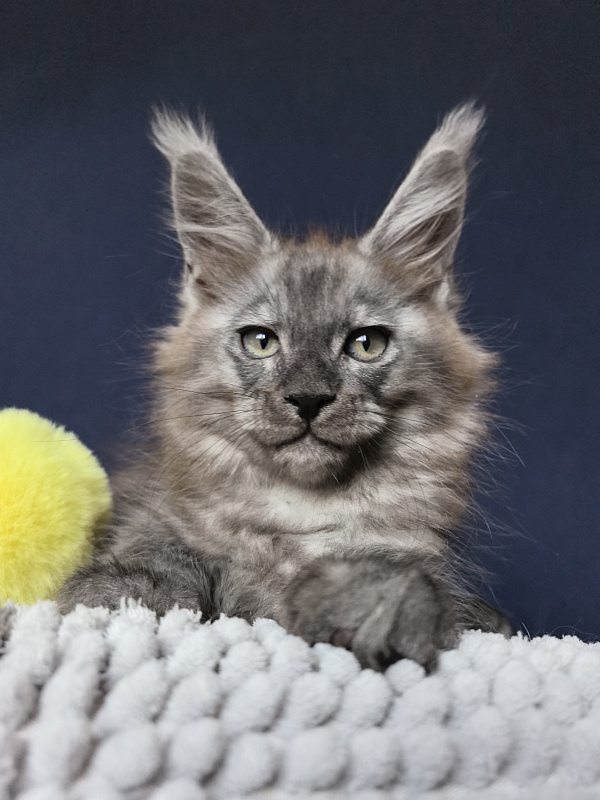 Christian  Akbars - Kitten maine-coon 2 months 0.5 weeks