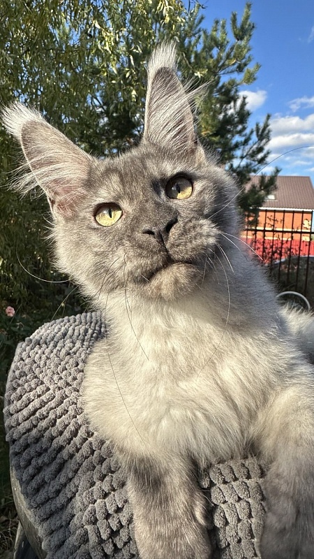 Christian  Akbars - Kitten maine-coon 4 months 3 weeks