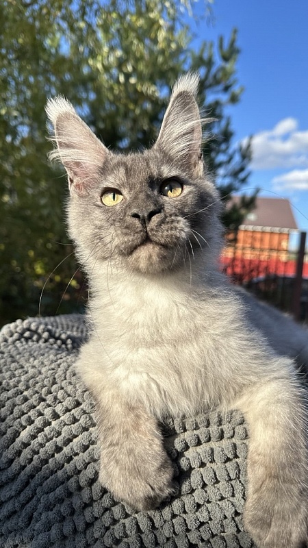 Christian  Akbars - Kitten maine-coon 4 months 3 weeks