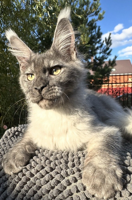 Christian  Akbars - Kitten maine-coon 4 months 3 weeks