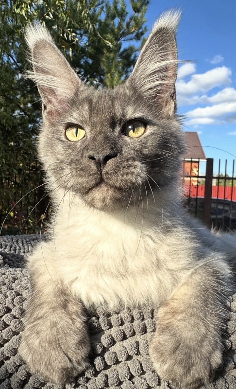 Christian  Akbars - Kitten maine-coon 4 months 3 weeks