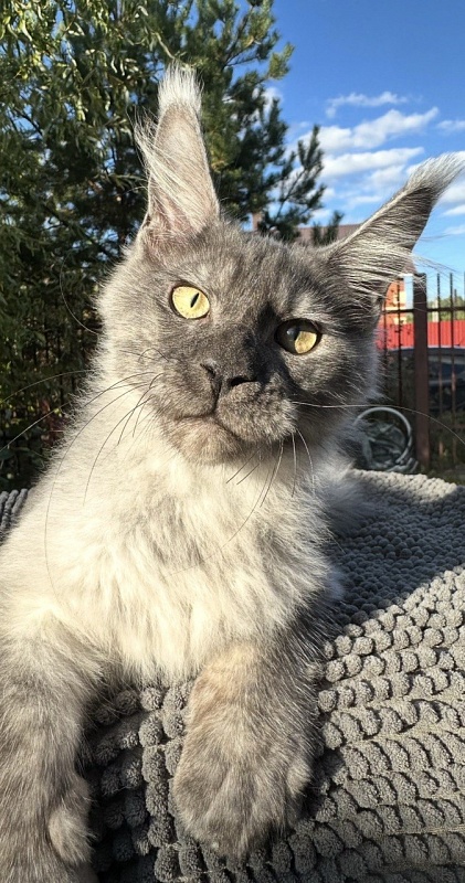Christian  Akbars - Kitten maine-coon 4 months 3 weeks