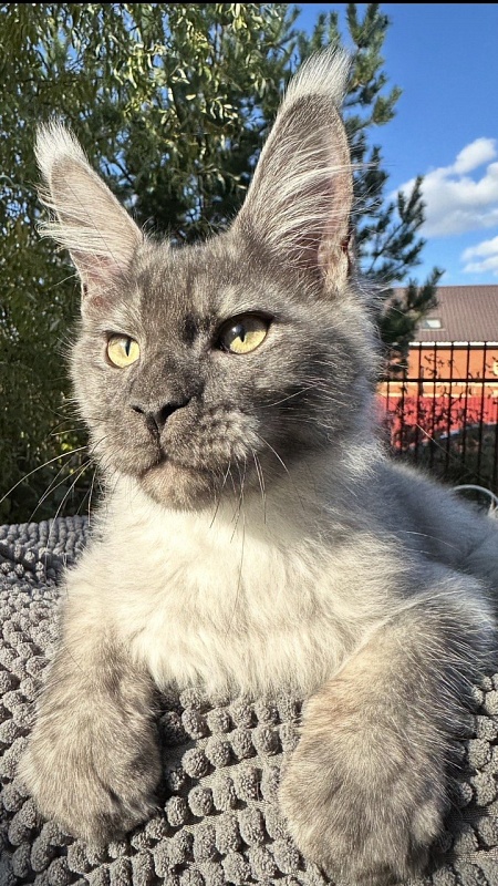 Christian  Akbars - Kitten maine-coon 4 months 3 weeks
