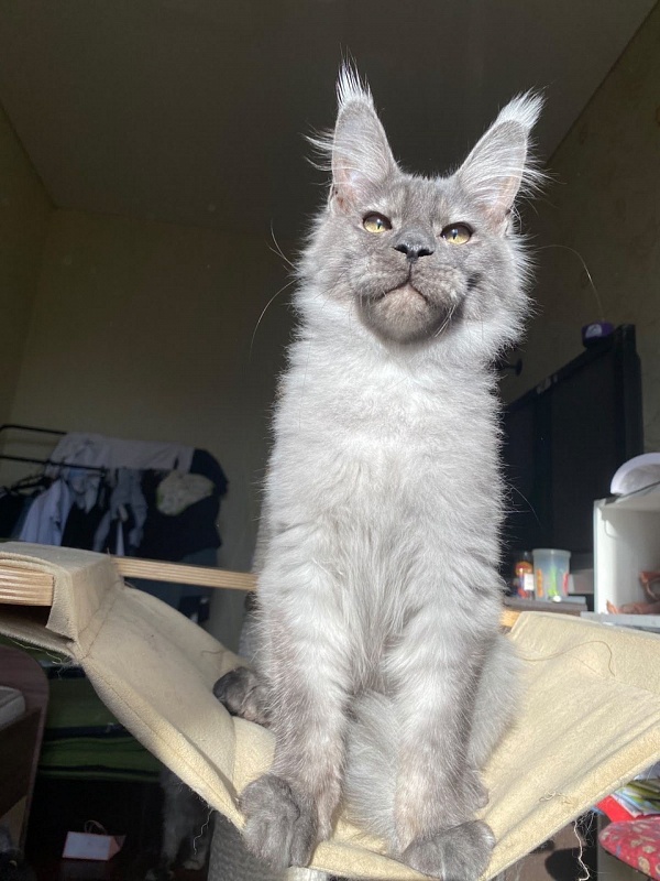 Christian  Akbars - Kitten maine-coon 5 months