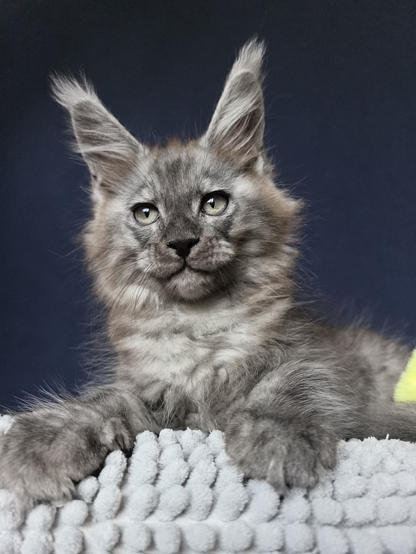 Christian  Akbars - Kitten maine-coon 2 months 0.5 weeks