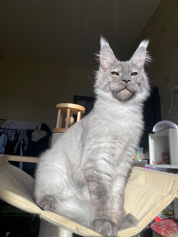 Christian  Akbars - Kitten maine-coon 5 months