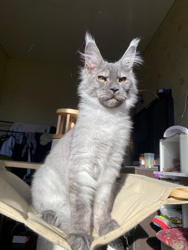 Christian  Akbars - Kitten maine-coon 5 months