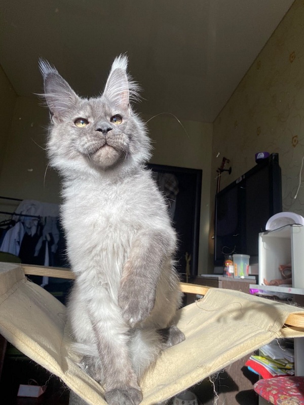 Christian  Akbars - Kitten maine-coon 5 months