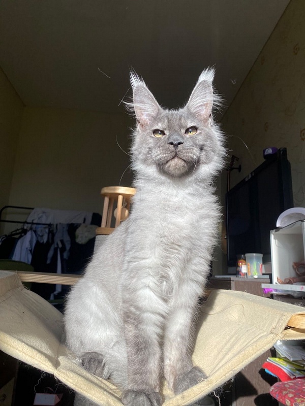 Christian  Akbars - Kitten maine-coon 5 months