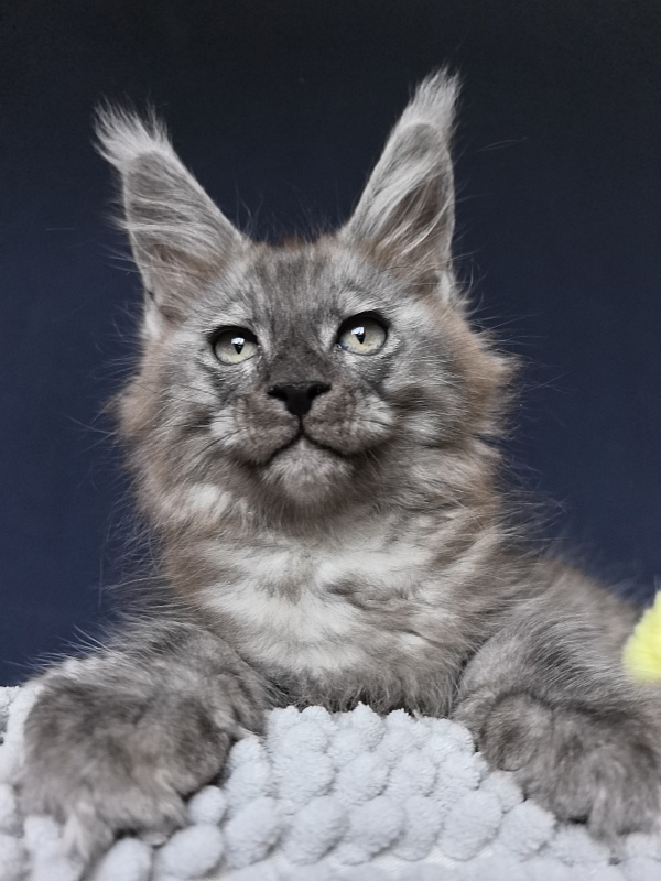 Christian  Akbars - Kitten maine-coon 2 months 0.5 weeks