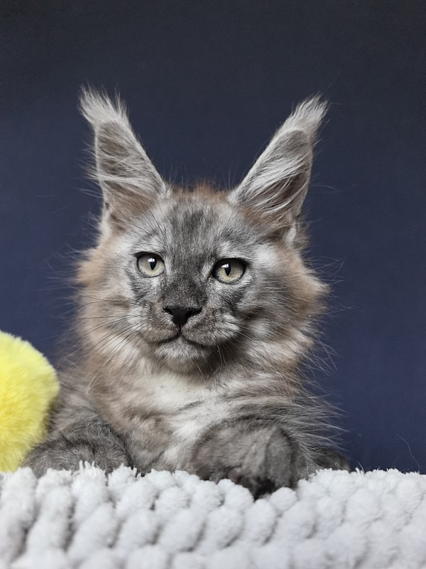Christian  Akbars - Kitten maine-coon 2 months 0.5 weeks