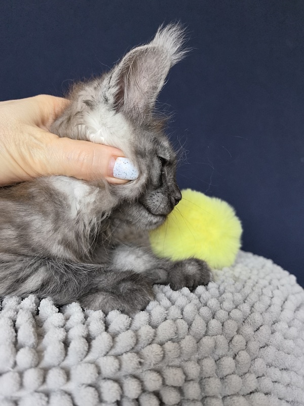 Christian  Akbars - Kitten maine-coon 2 months 0.5 weeks