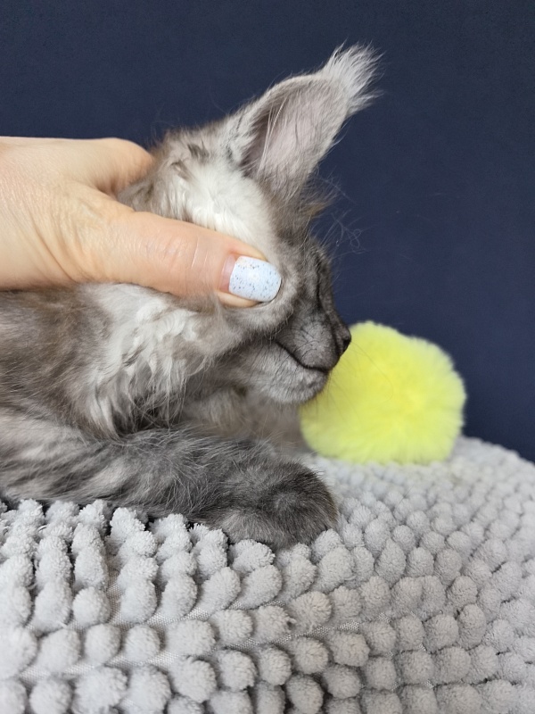Christian  Akbars - Kitten maine-coon 2 months 0.5 weeks