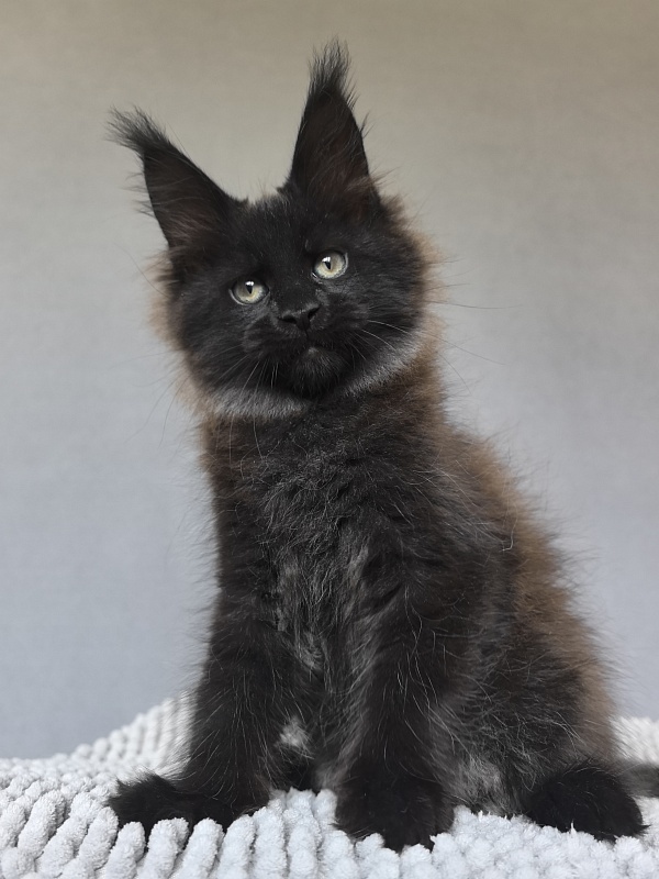 Charlotte Akbars - Kitten maine-coon 2 months 0.5 weeks
