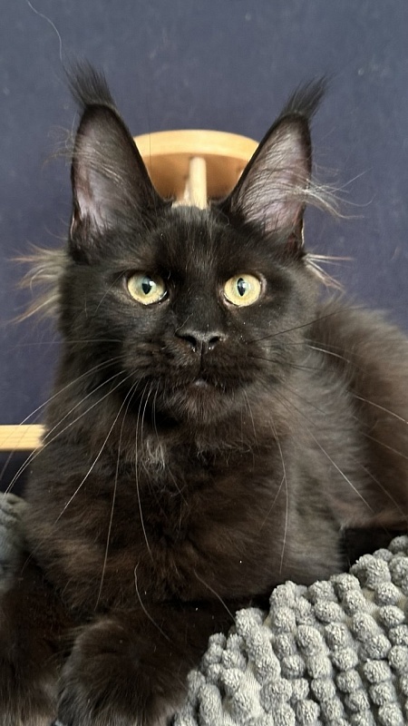 Charlotte Akbars - Kitten maine-coon 4 months 3.5 weeks
