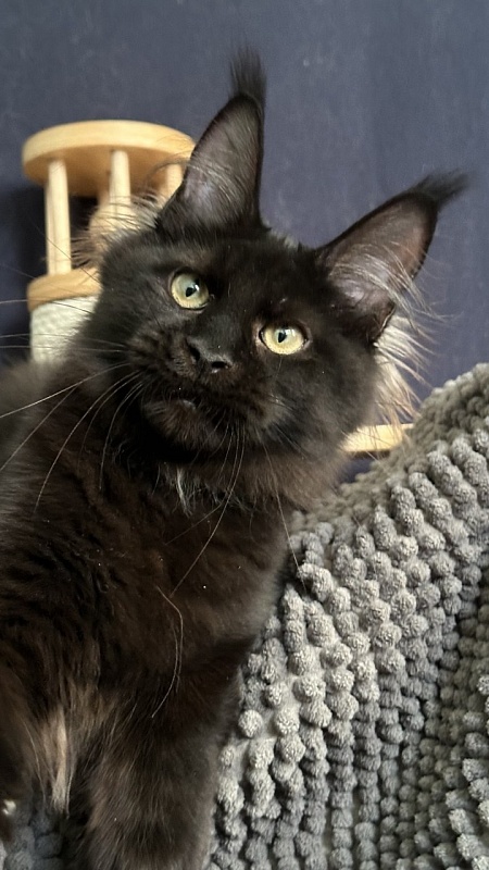 Charlotte Akbars - Kitten maine-coon 4 months 3.5 weeks