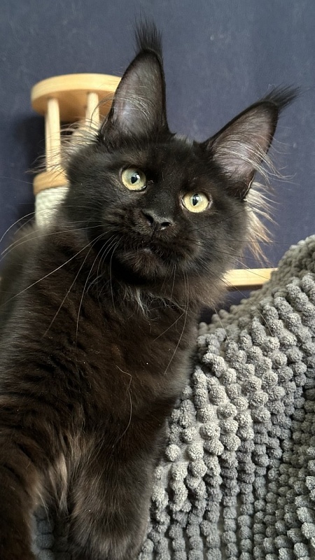 Charlotte Akbars - Kitten maine-coon 4 months 3.5 weeks