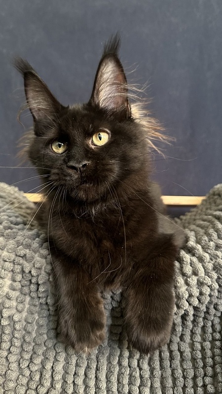 Charlotte Akbars - Kitten maine-coon 4 months 3.5 weeks