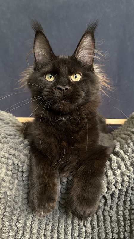 Charlotte Akbars - Kitten maine-coon 4 months 3.5 weeks