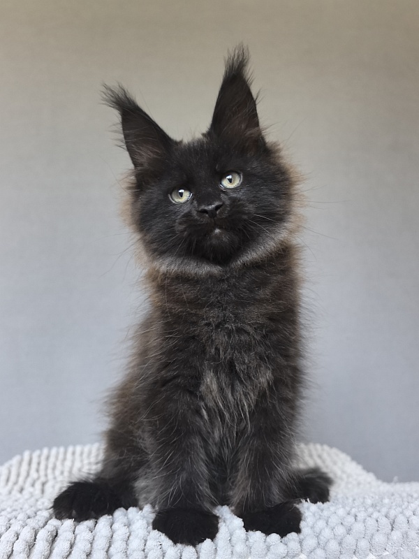 Charlotte Akbars - Kitten maine-coon 2 months 0.5 weeks