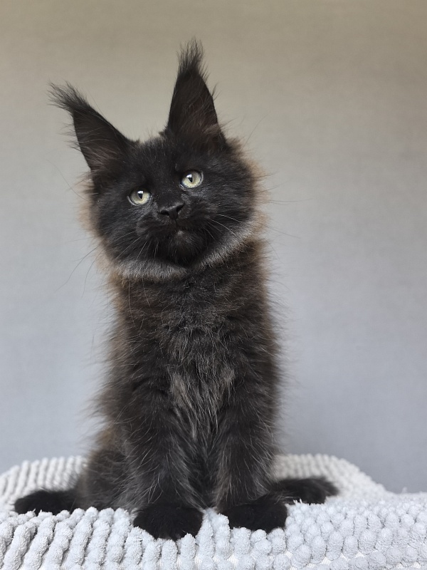 Charlotte Akbars - Kitten maine-coon 2 months 0.5 weeks